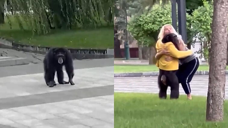 Po Charkivą vaikštinėjo iš zoologijos sodo pabėgusi šimpanzė: sugrįžti sutiko tik pradėjus lyti