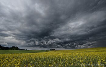 Rapsų dykumos
