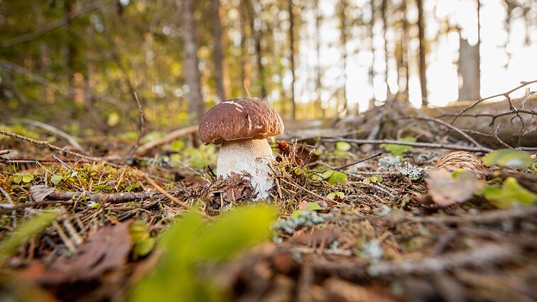 Grybavimo čempionatas tapo nusivylimu – miško gėrybių nėra: vietiniai nepamena tokių metų, kad rugsėjį nebūtų grybų