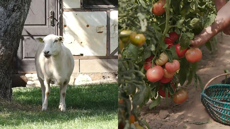 Gyventi kaime gera. Trumpavilnių bei labai mielų angliškų avių ūkis ir daržovės, kurias augina laimingi žmonės