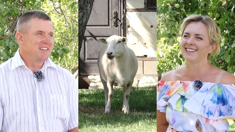 Gyvenimą kaime padiktavo trumpavilnės angliškos avys: Aleksandravos ūkininkai sako – jos nereikalauja daug priežiūros