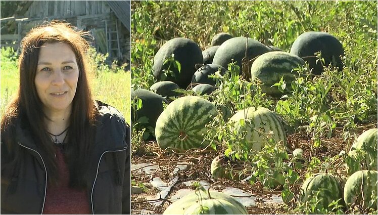 Panevėžio rajone užaugino toną arbūzų: ūkininkė įsitikinusi – Lietuvos klimatas tampa palankus arbūzams