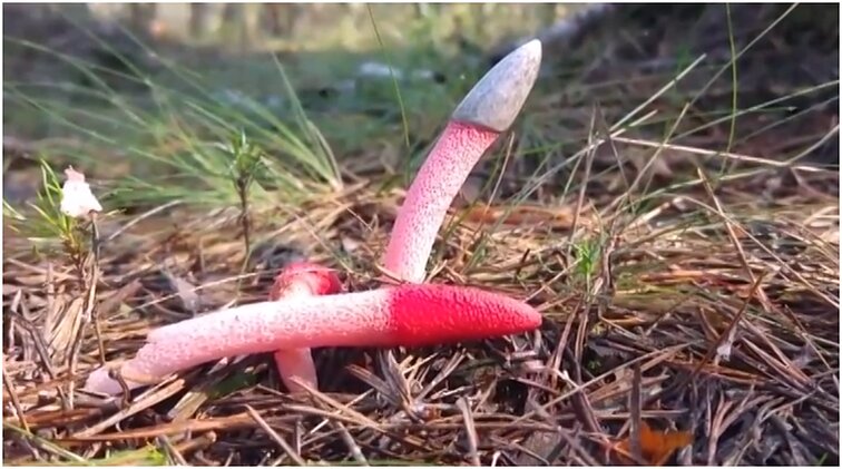 Primena aštuonkojį, o kvapas it dvėselienos: kaip egzotiškos grybų rūšys atkeliauja į Lietuvą?