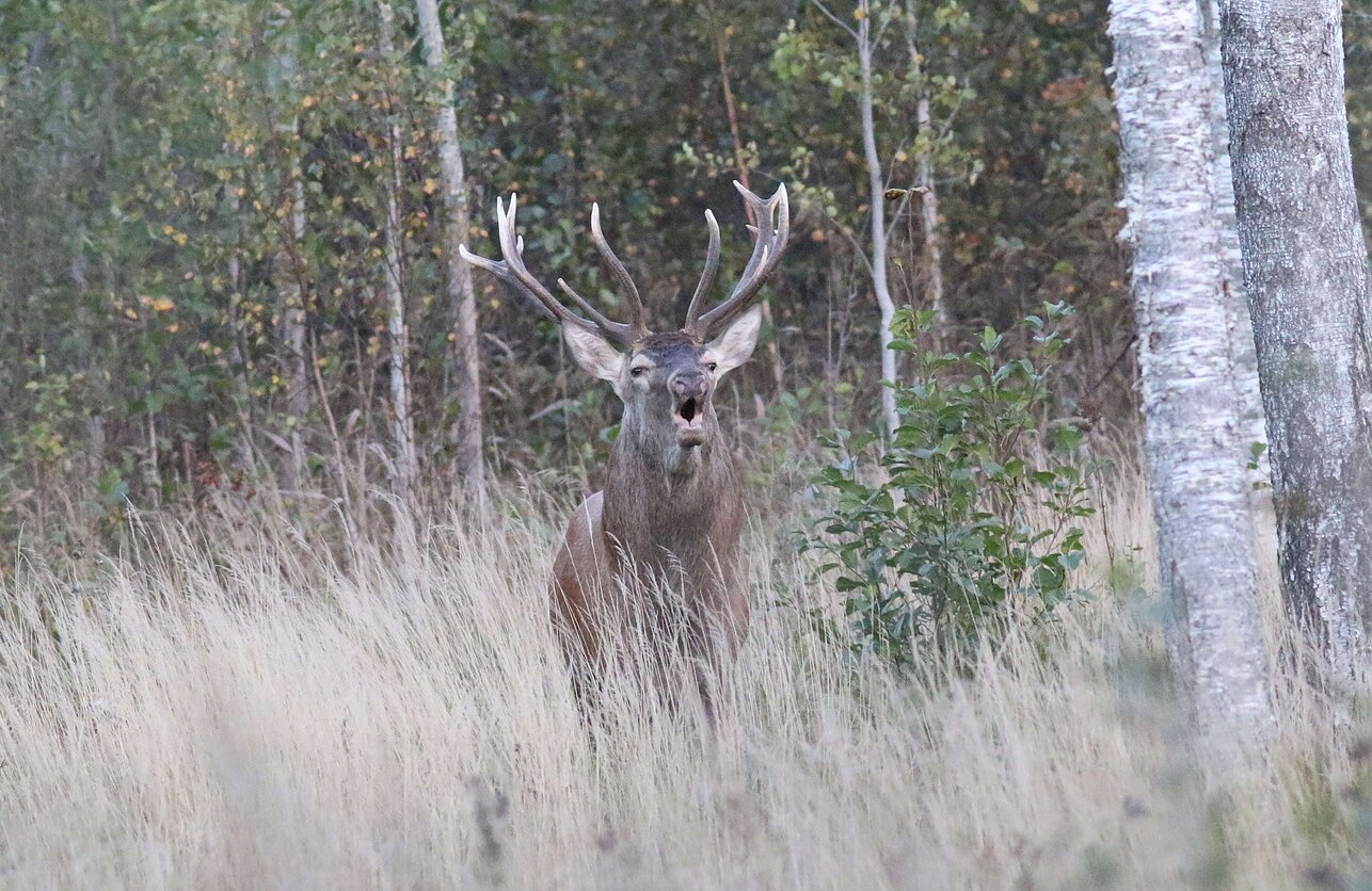 Lietuvos miškuose aidi elnių baubimas
