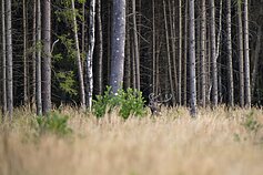 Lietuvos miškuose aidi elnių baubimas