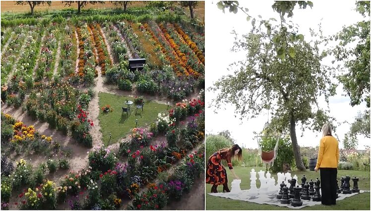 Šachmatų trenerė puoselėja kerintį jurginų sodą: susigalvojo ir sistemą, kad ravėti būtų lengviau