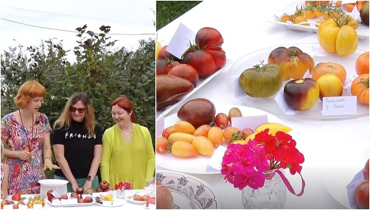 Pomidorų karaliene praminta Eglė derliaus proga rengia degustacijas: viskas prasidėjo dar gyvenant bute