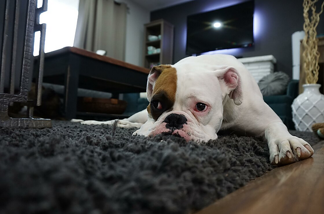 Veterinarė – apie šunų gedulą: kokie simptomai ir kaip jiems padėti?