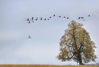 Gervės rudenėjant