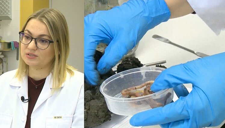 Kasdienei higienai naudojamos antibakterinės medžiagos – grėsmė sliekų populiacijai