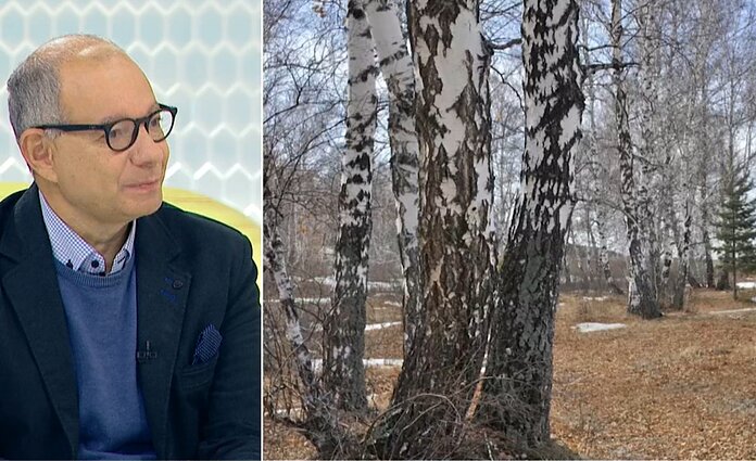 Karpotasis, plaukuotasis ir liekninis – beržų rūšys, apie kurias žino ne kiekvienas