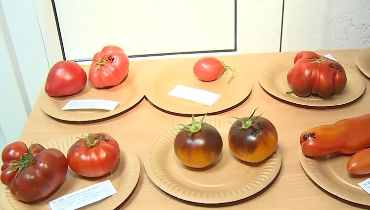 Į Dituvos biblioteką – ne tik knygų: lankytojai kviečiami išvysti net 101 veislės pomidorus