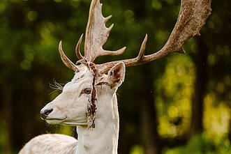 Elnias, asociatyvi nuotr. Elnias, asociatyvi nuotr.
