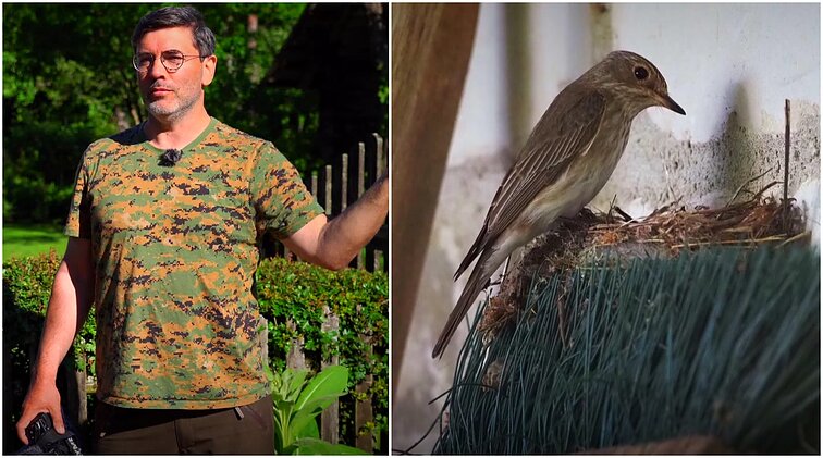 Gamtininko užrašai. Musinukių lizdus neįprasčiausiose vietose radęs Čepulis: jos lizdą gali susisukti ir arbatos puodelyje