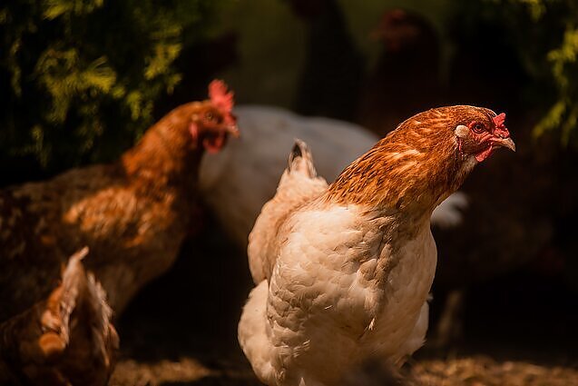 Žinios. Lenkijoje skandalas paukštininkystės sektoriuje – į pašarą buvo dedamos lubrikantų ir biokuro gamybai skirtos medžiagos