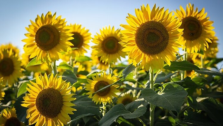 Vaikai tiki – taip greičiau grįš namo: į Lietuvą iš Charkivo persikėlusi mokykla renka lėšas kariams