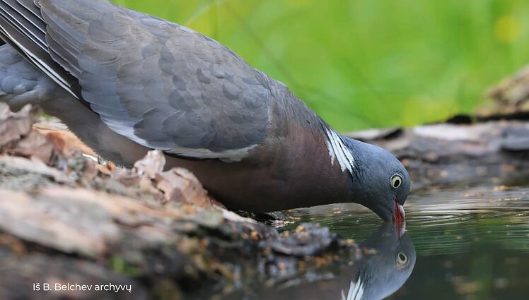 Kultūros diena. Profesionalių teatrų nacionalinės dramaturgijos festivalis Anykščiuose ir meno regykla Kintuose