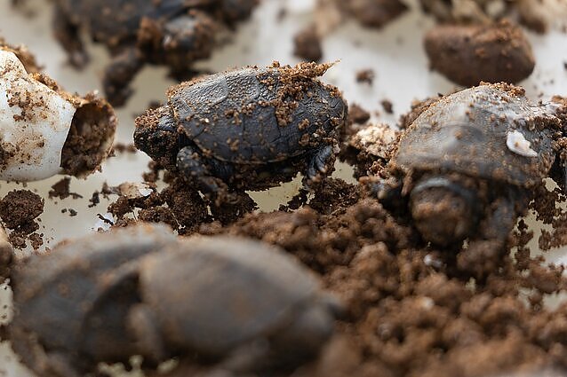 Gamtininkai renkasi į „vėžliakasį“: Lietuvoje nykstančius balinius vėžlius perkels žiemoti į zoologijos sodą