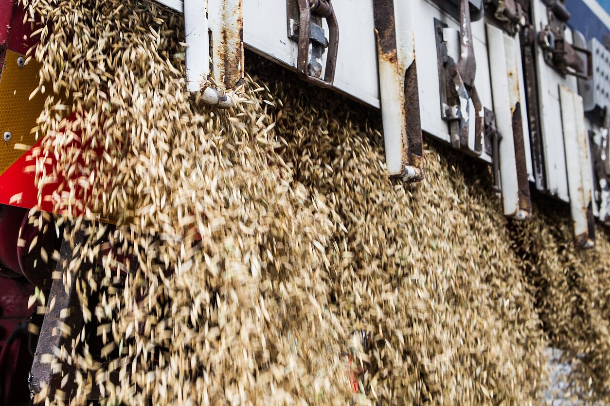 Grain (associative image)