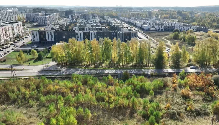 Žinios. Kol Vilniaus savivaldybė kalba apie žaliųjų erdvių kūrimą, Pilaitės gyventojai kovoja už beržų alėjos išsaugojimą