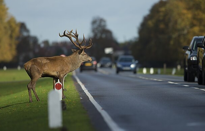 Prevencinė akcija dėl laukinių gyvūnų keliuose: pareigūnai dalina ultragarsinius švilpukus