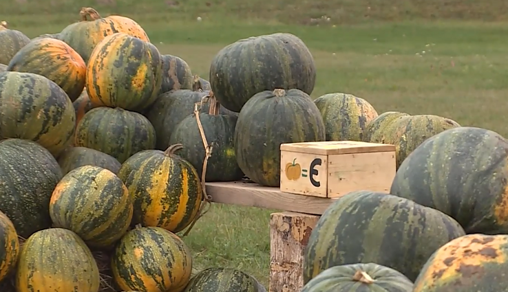Ūkininkų šeima prieš Heloviną įrengė moliūgų savitarnos kioską: jų per dieną parduoda ir iki 900