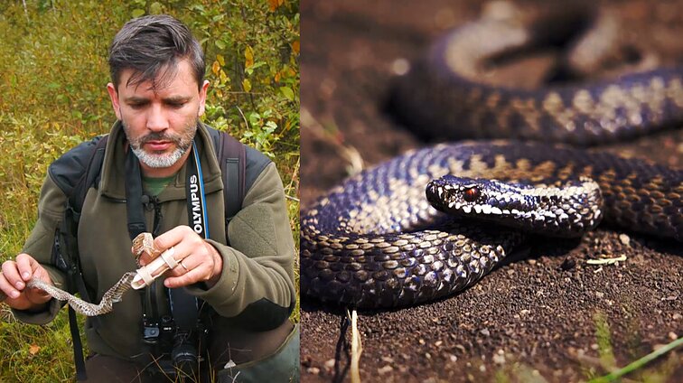Gamtininko užrašai. Angį glostęs Čepulis: nors žmonių dažniausiai nepuola, nereikia pamiršti, kad tai – ne katinukas