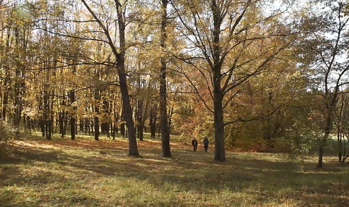 Jei galvojate, kad miškas auga pats, – esate Seimo narys
