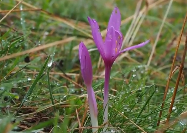 Neįprastai šiltą rudenį – vis dar žydinčios gėlės: galima aptikti ne tik rudeninį vėlyvį, bet ir plukių
