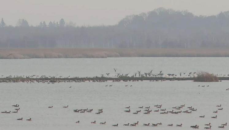 Žuvinto rezervato ekologas: šiltomis žiemomis šalyje pasilieka net žąsys ir gervės