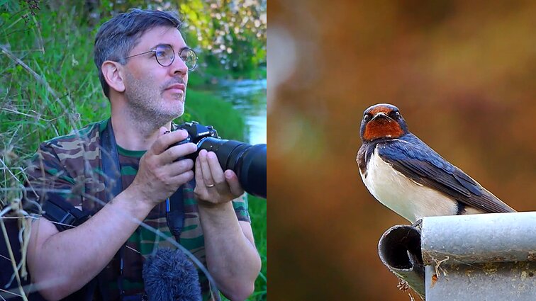 Gamtininko užrašai. Čepulis apie žmonių simpatiją kregždėms: meilė joms dingsta, kai apsigyvena po namų stogu