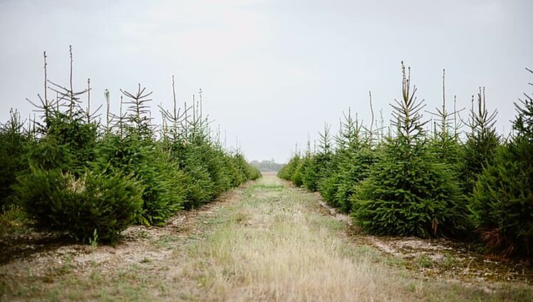 Eglių augintojai sako, kad metai nebus pelningi, bet jų kainos augti ženkliai neturėtų