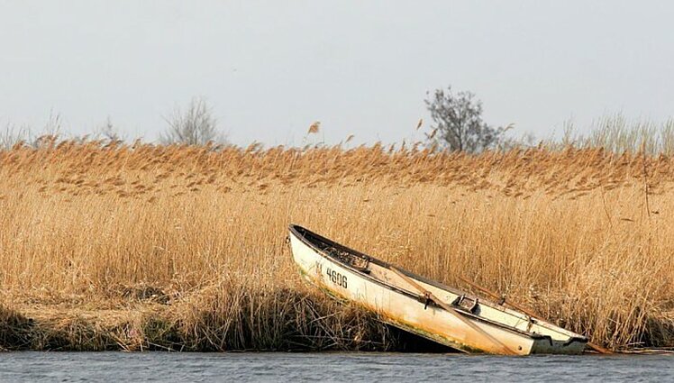 Pigesnio šildymo alternatyvai siūlo deginti nendres, šis būdas esą populiarus Vokietijoje