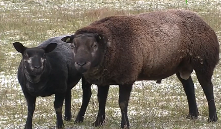 Neįprastą avių veislę Baltijos šalyse auginantis ūkininkas: kiekviena jų turi savo vardą