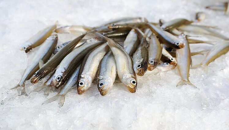 Prekyvietes pasiekė pirmosios stintos, tačiau gyvenantiems ne pajūryje dar teks palūkėti