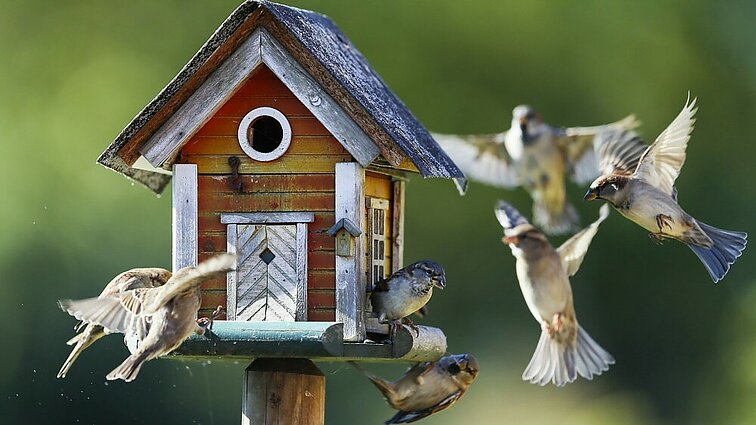 Labas rytas, Lietuva II d. Paukščių lesinimas: ką verta žinoti, kad nepakenktume gyvūnams?