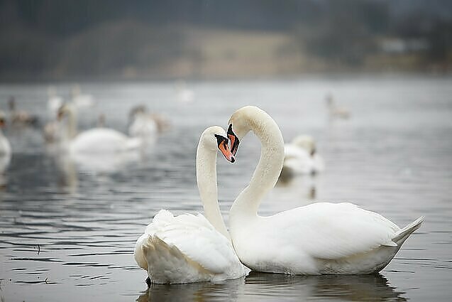 Knygą apie paukščių lesinimą pristatantis Paltanavičius: trupinius, batoną ir maisto likučius pasilikime sau