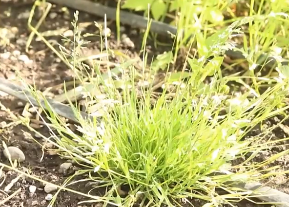 Migruoja ne vien gyvūnai, bet ir augalai: kokiais būdais žemynai mainosi skirtingomis augalijos rūšimis?