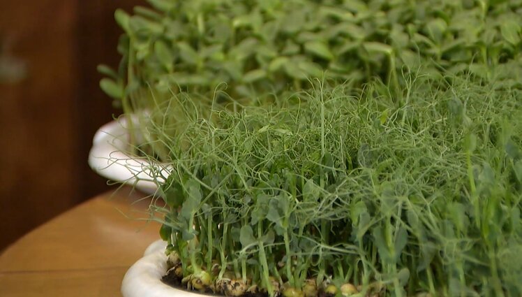 Gyvenk kaip galima švariau. Natūralus vitaminų derlius visus metus ir tvarios „Antro šanso“ mugės idėjos