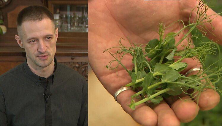 Vincas derlių raško visus metus – žmonos ir uošvės paskatintas augina daigus: tai nėra panacėja, bet praturtina mitybą