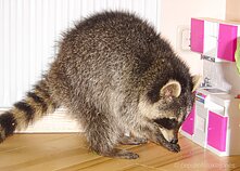 Meškėnas