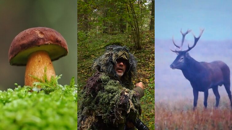 Gamtininko užrašai. Elnius fotografuojantis Čepulis: kai rudenį važiuoju į elnių vestuves, nesiprausiu