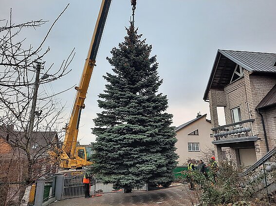 Į miestų aikštes didžiosioms metų šventėms grįžta gyvos eglės: šiemet tikrą žaliaskarę puoš ir Kretinga