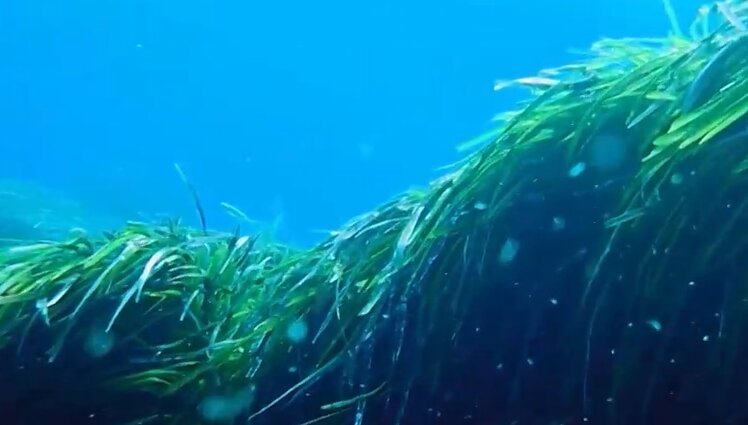 Pasaulio jūrose ir vandenynuose aptinkama tik apie 100 žiedinių augalų: kas tai lemia?