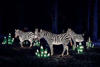 Фестиваль света "Книга джунглей" / Фото организатора