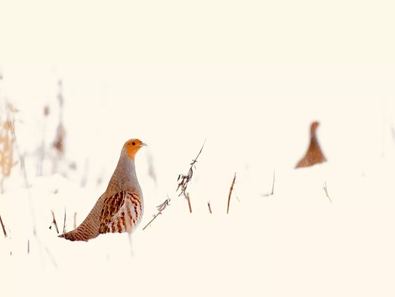 J. Čepulienė nefotografuoja žmonių, net draugų paprašyta dažniausiai atsisako. J. Čepulienė nefotografuoja žmonių, net draugų paprašyta dažniausiai atsisako.