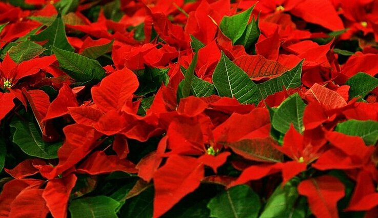 Vadinamųjų kalėdinių gėlių Lietuvos šiltnamiuose šiemet nėra – pabrangęs šildymas verčia gėlių augintojus taupyti