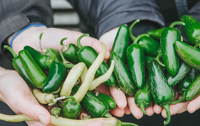 Kaip užraugti kopūstus žemaitiškai - Šilainių bibliotekoje?