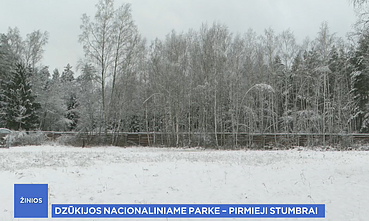 Stumbrai