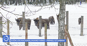 Stumbrai